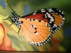 Monarch Butterfly painting