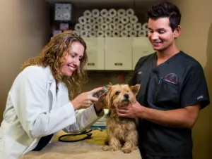 Dr. Edelle checking the ears of a Yorkie with technician, Scott. 