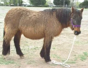 Equine Cushings Disease