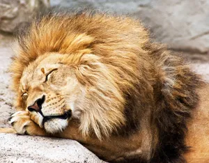 Sleepy Lion