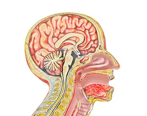 Head and Neck Oncology