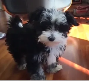 Havanese