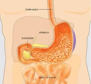 Diagram of Gastrointestinal System