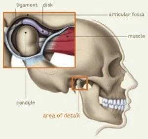 Image of the tempormandibular joint anatomy