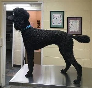 Poodle field cut1