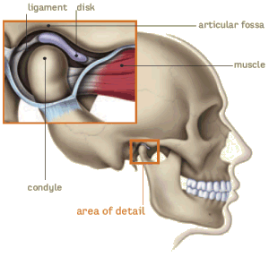 tmj anatomy