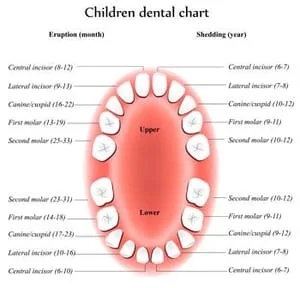 Tooth Eruption Chart - Medicaid Dentist in Grand Junction, CO