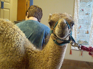 Camel2