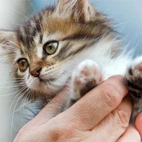 A closeup of a kitten held in a hand