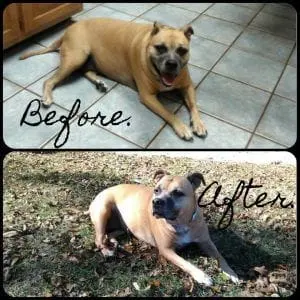 bella before and after