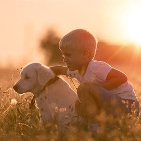 A small boy and a labrador puppy in a sunny field