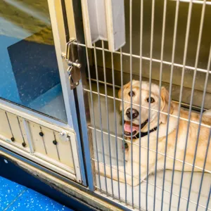 dog_boarding