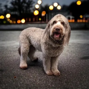 groomed dog on concrete street