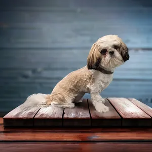 groomed dog on wooden platform