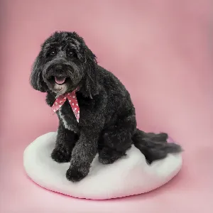 groomed dog on bed with pink background