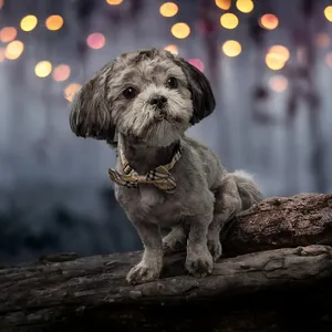 groomed dog with bowtie on log