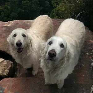 two dogs on rocks