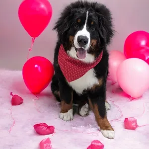 dog with pink balloons