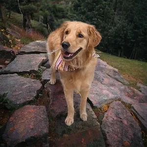 groomed dog with bandana on stone path