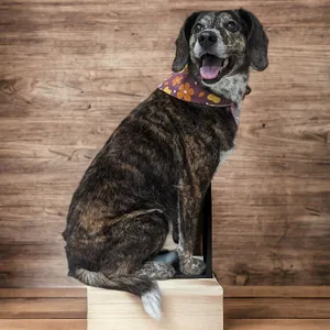 groomed dog with bandana on step