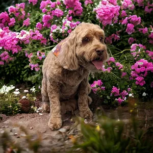 groomed dog with bandana