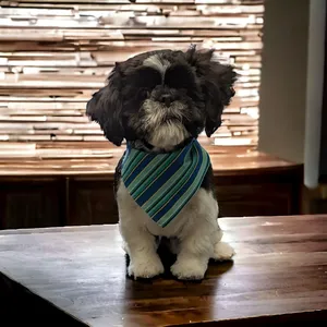 groomed dog with bandana