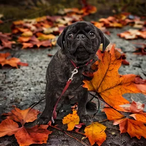 dog with leaves