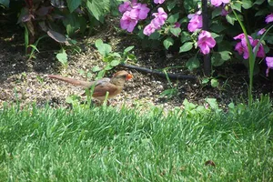 Office Wildlife