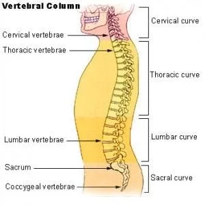 Illu_vertebral_column
