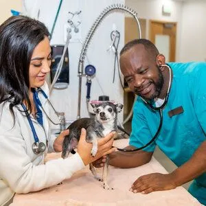 Veterinarian In Broomfield, CO | Rock Creek Veterinary Hospital