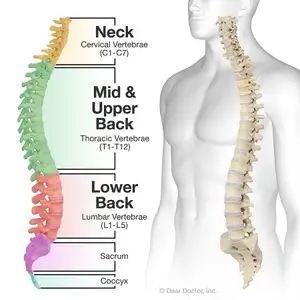 How the Spine Works | Basalt, Aspen, Carbondale, Spine Spot Chiropractic