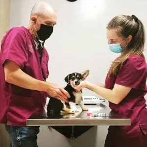 veterinary-with-doctors