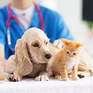 dog and cat with vet