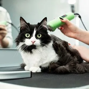 cat getting laser treatment