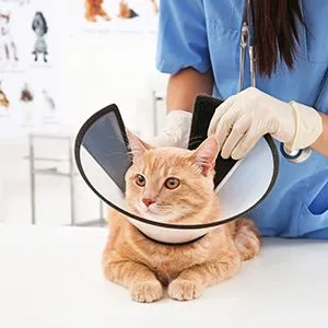 cat with a cone