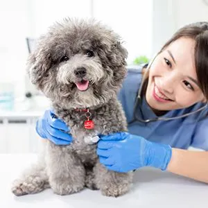 dog with vet