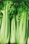 celery.jpg