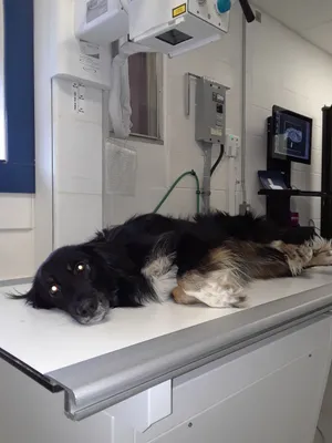 Willow on x-ray table