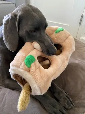 dog with Hide a Squirrel