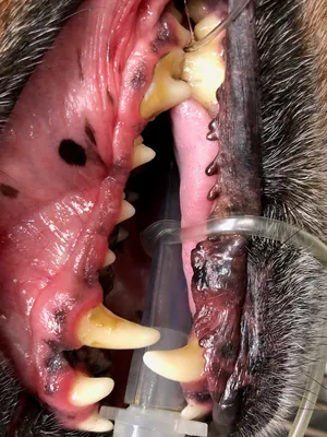 Dental