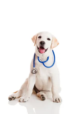 Image of a dog wearing a stethoscope.