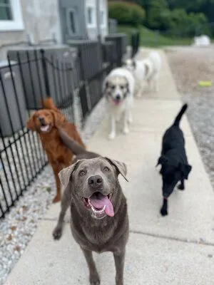 dog