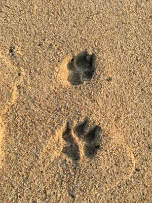 paw prints