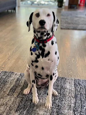 Karma Dalmatian Spine Spot Chiropractic
