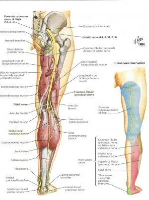 Courthouse Chiropractic - Sciatic Nerve Pain