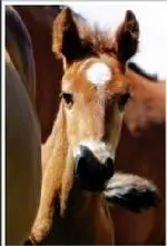 150_NewmanFoal.jpg