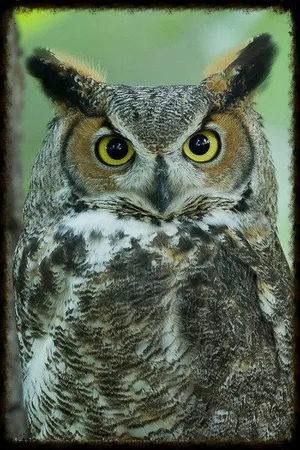 Owl