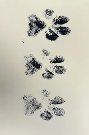 paw prints