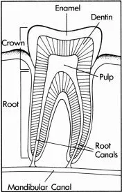 Tooth Anatomy