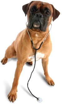 Image of a dog wearing a stethoscope.